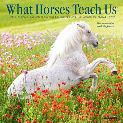 Cover for Willow Creek Press · What Horses Teach Us 2025 7 X 7 Mini Wall Calendar (Calendar) (2024)