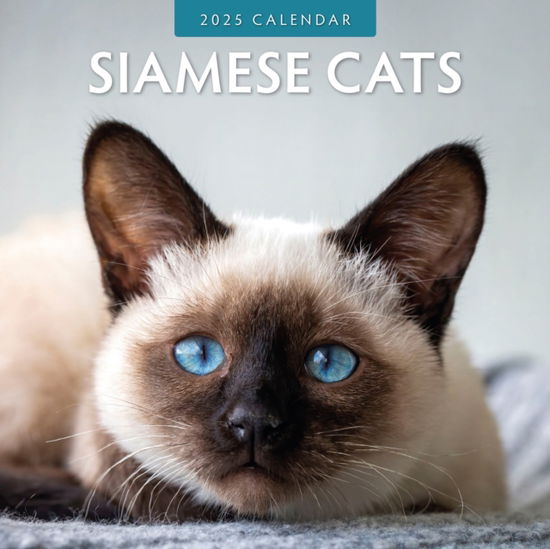 Cover for Red Robin · Siamese Cats 2025 Square Wall Calendar (Paperback Book) (2024)