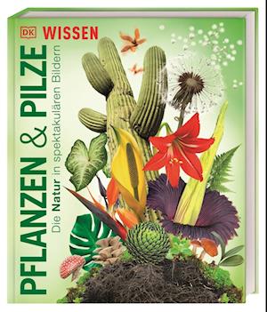 DK Wissen. Pflanzen und Pilze - Eva Sixt - Książki - DK Verlag Dorling Kindersley - 9783831049134 - 28 października 2024