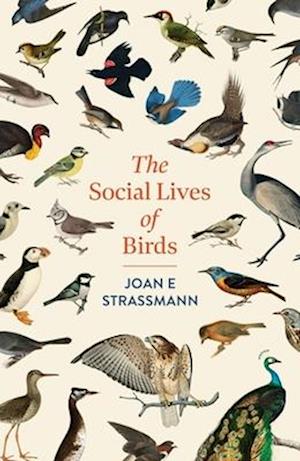 Cover for Joan E. Strassmann · The Social Lives of Birds (Taschenbuch) (2025)