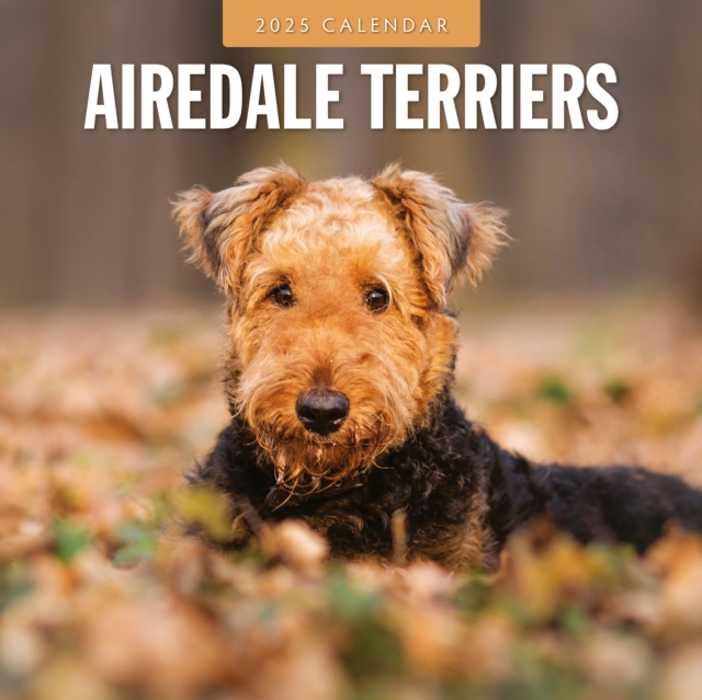 Cover for Red Robin · Airedale Terriers 2025 Square Wall Calendar (Paperback Book) (2024)