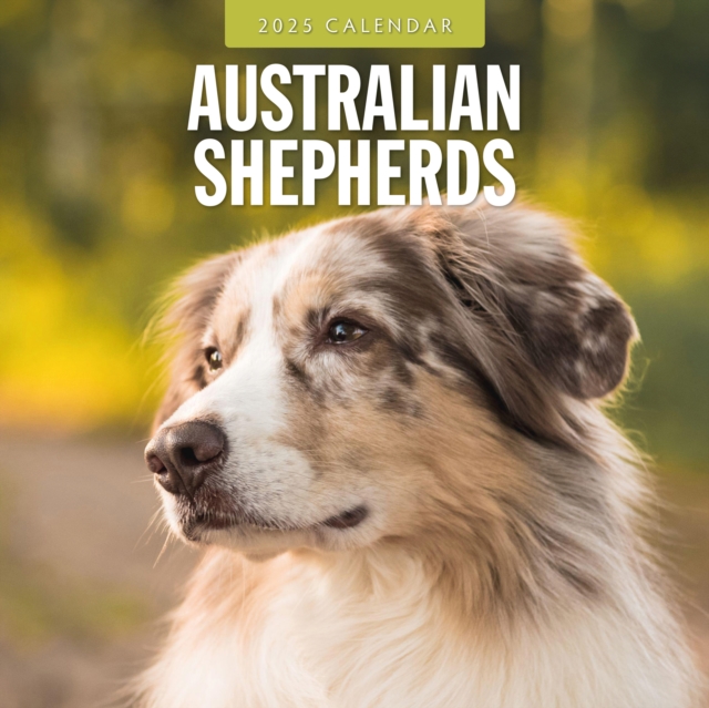 Cover for Red Robin · Australian Shepherds 2025 Square Wall Calendar (Paperback Book) (2024)