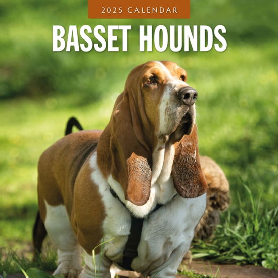 Cover for Red Robin · Basset Hounds 2025 Square Wall Calendar (Paperback Book) (2024)