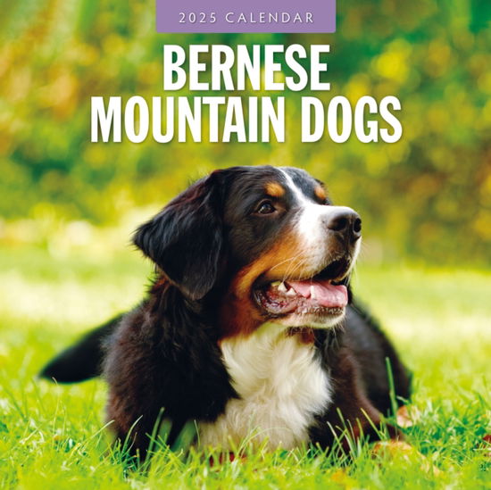 Cover for Red Robin · Bernese Mountain Dogs 2025 Square Wall Calendar (Paperback Book) (2024)