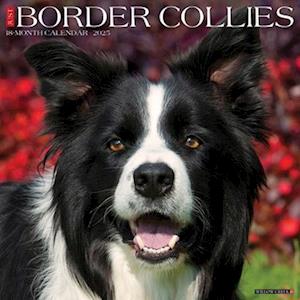 Cover for Willow Creek Press · Border Collies 2026 12 X 12 Wall Calendar (Buch) (2025)