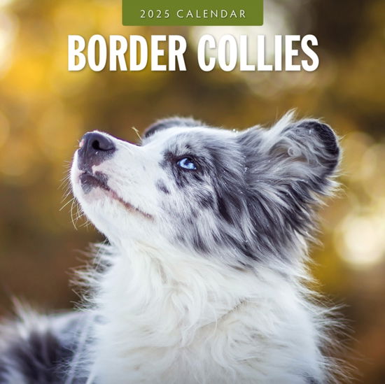 Cover for Red Robin · Border Collies 2025 Square Wall Calendar (Paperback Book) (2024)