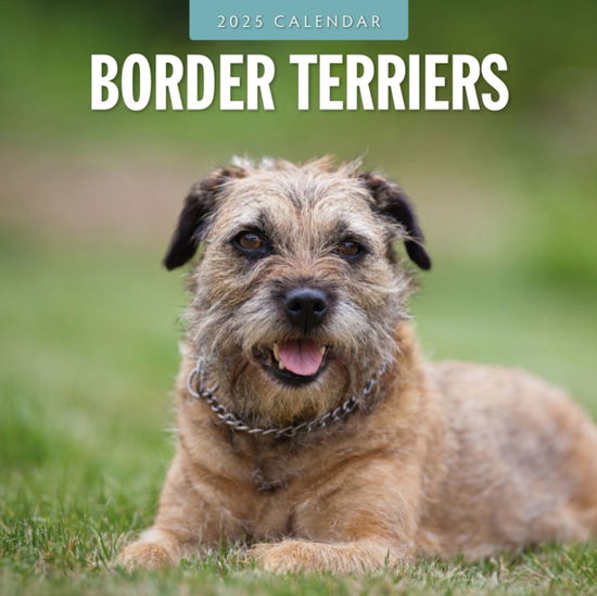 Cover for Red Robin · Border Terriers 2025 Square Wall Calendar (Paperback Book) (2024)