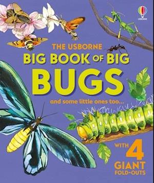 Cover for Emily Bone · Big Book Of Big Bugs (Book) (2025)