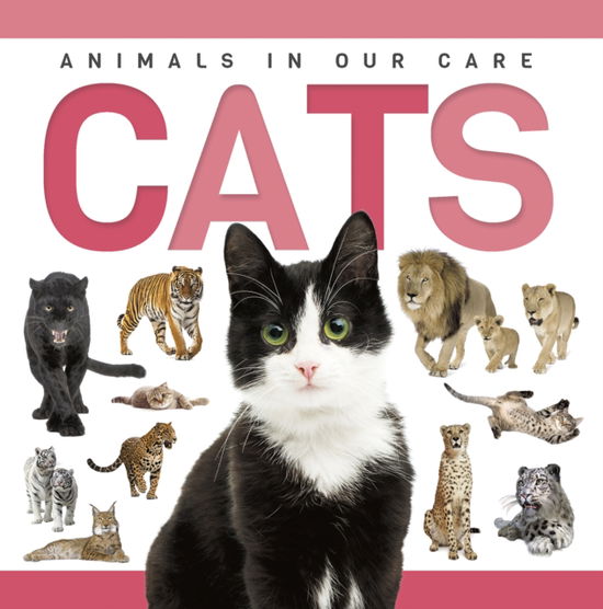 Cover for Rebecca Phillips-Bartlett · Cats - Genius Kid: Animals in our Care (Hardcover Book) (2025)