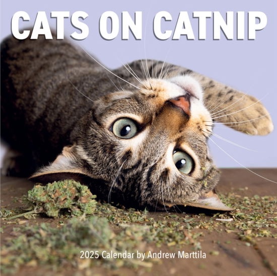 Andrew Marttila · Cats on Catnip Wall Calendar 2025 (Calendar) (2024)