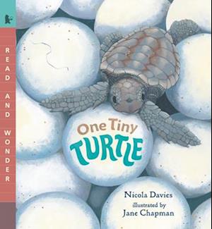 Cover for Nicola Davies · One Tiny Turtle (Book) (2024)