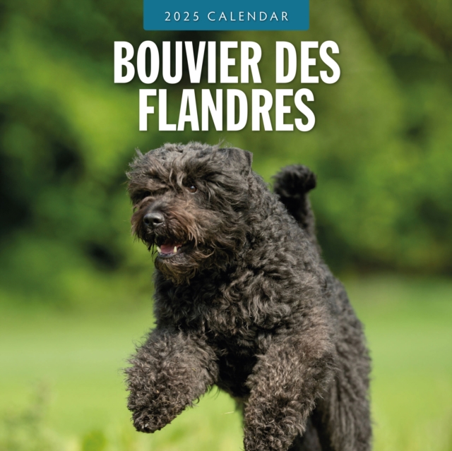 Cover for Red Robin · Bouvier des Flandres 2025 Square Wall Calendar (Paperback Book) (2024)