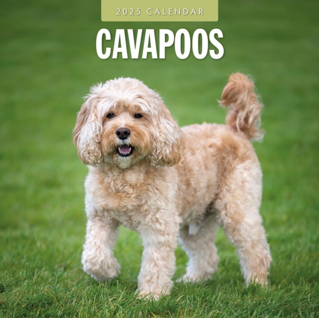 Cover for Red Robin · Cavapoos 2025 Square Wall Calendar (Paperback Book) (2024)