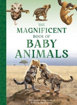 Cover for Barbara Taylor · The Magnificent Book of Baby Animals - The Magnificent Book of (Hardcover Book) (2024)