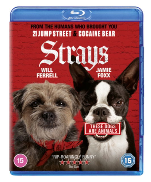 Cover for Josh Greenbaum · Strays (Blu-ray) (2023)