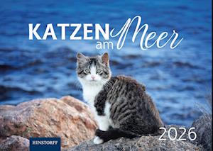 Cover for Eva Maria Buchholz · Katzen am Meer 2026 (Book) (2025)