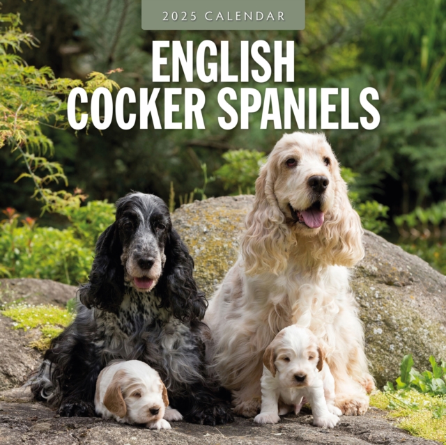 Cover for Red Robin · English Cocker Spaniels 2025 Square Wall Calendar (Paperback Book) (2024)