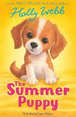 Cover for Holly Webb · The Summer Puppy - Holly Webb: Animal Stories (Paperback Book) (2025)