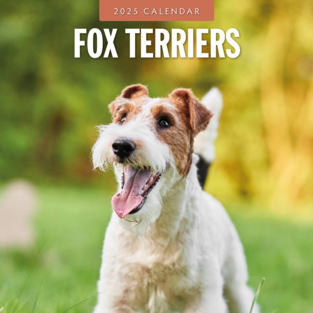 Cover for Red Robin · Fox Terriers 2025 Square Wall Calendar (Paperback Book) (2024)