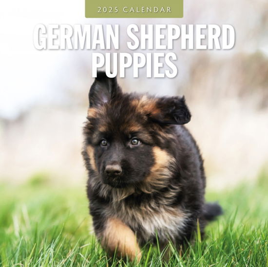 Cover for Red Robin · German Shepherd Puppies 2025 Square Wall Calendar (Paperback Book) (2024)