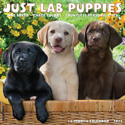 Cover for Willow Creek Press · Just Lab Puppies 2025 12 X 12 Wall Calendar (Calendar) (2024)