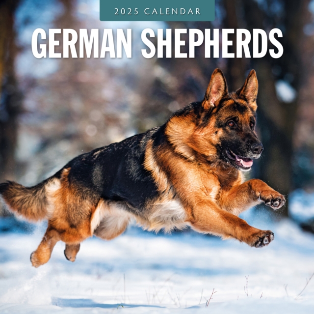 Cover for Red Robin · German Shepherds 2025 Square Wall Calendar (Paperback Book) (2024)