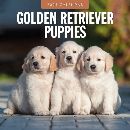 Cover for Red Robin · Golden Retriever Puppies 2025 Square Wall Calendar (Paperback Book) (2024)