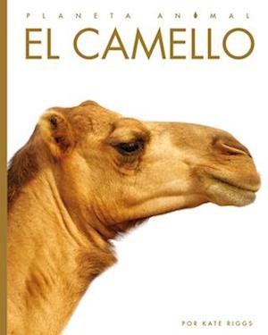 Cover for Kate Riggs · Camello (Book) (2022)