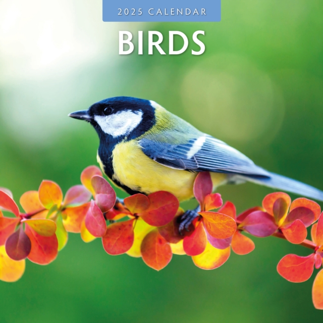 Cover for Red Robin · Birds 2025 Square Wall Calendar (Paperback Book) (2024)