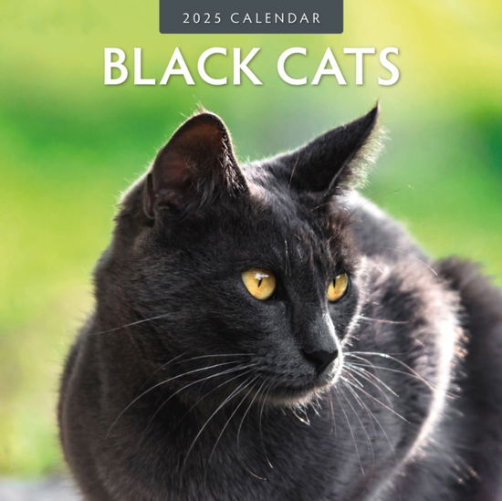 Cover for Red Robin · Black Cats 2025 Square Wall Calendar (Paperback Book) (2024)