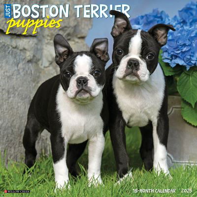 Cover for Willow Creek Press · Just Boston Terrier Puppies 2025 12 X 12 Wall Calendar (Calendar) (2024)