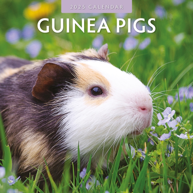 Cover for Red Robin · Guinea Pigs 2025 Square Wall Calendar (Taschenbuch) (2024)