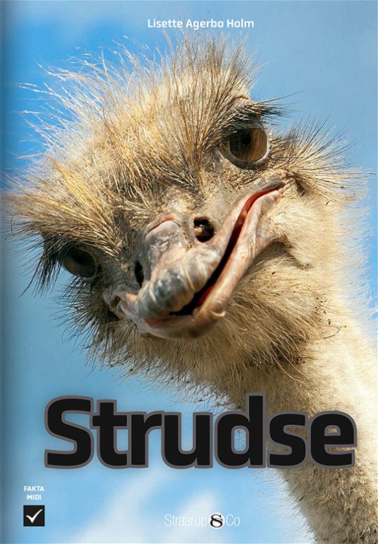 Cover for Lisette Agerbo Holm · Midi: Strudse (Hardcover bog) [1. udgave] (2024)