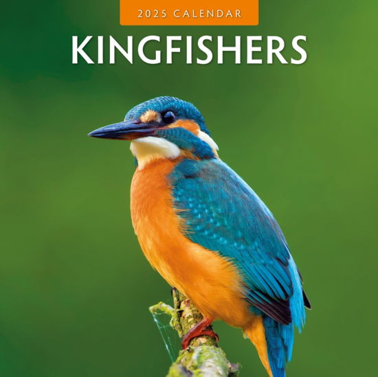 Cover for Red Robin · Kingfishers 2025 Square Wall Calendar (Paperback Book) (2024)